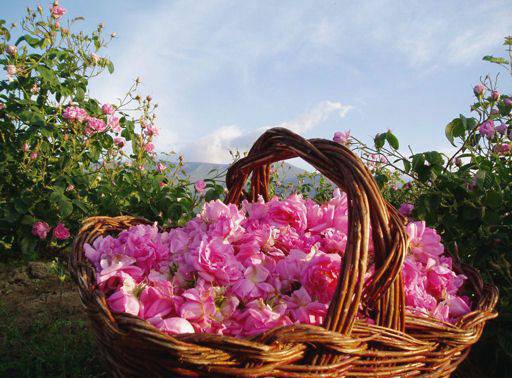 the land of roses - tourist destination - trips in bulgaria - trips in sunny beach
